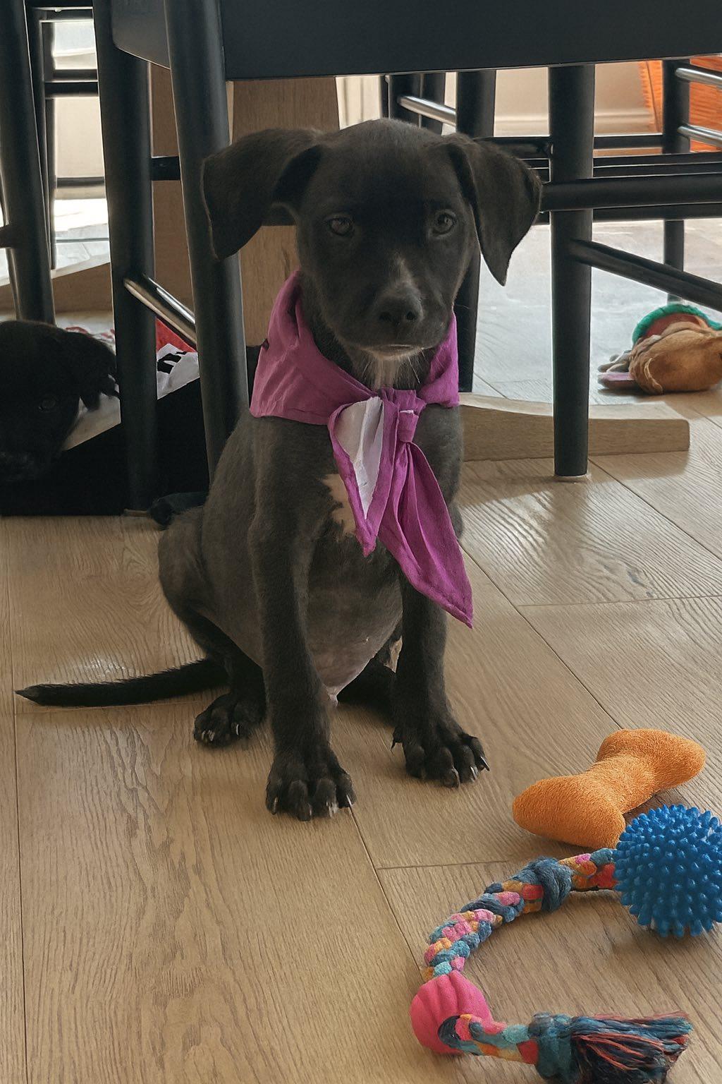 Baby Jack