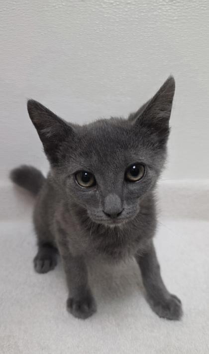 Hazy, Adoptable, Young Male Domestic Short Hair & Domestic Short Hair.