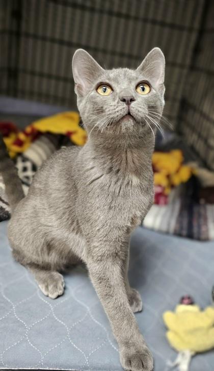 Hazy, a Adoptable mixed breed in Phoenix, AZ image 2/2