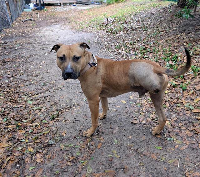 Enlarge RUKUS, a Adoptable Mixed Breed in Palmetto, FL image 1/1