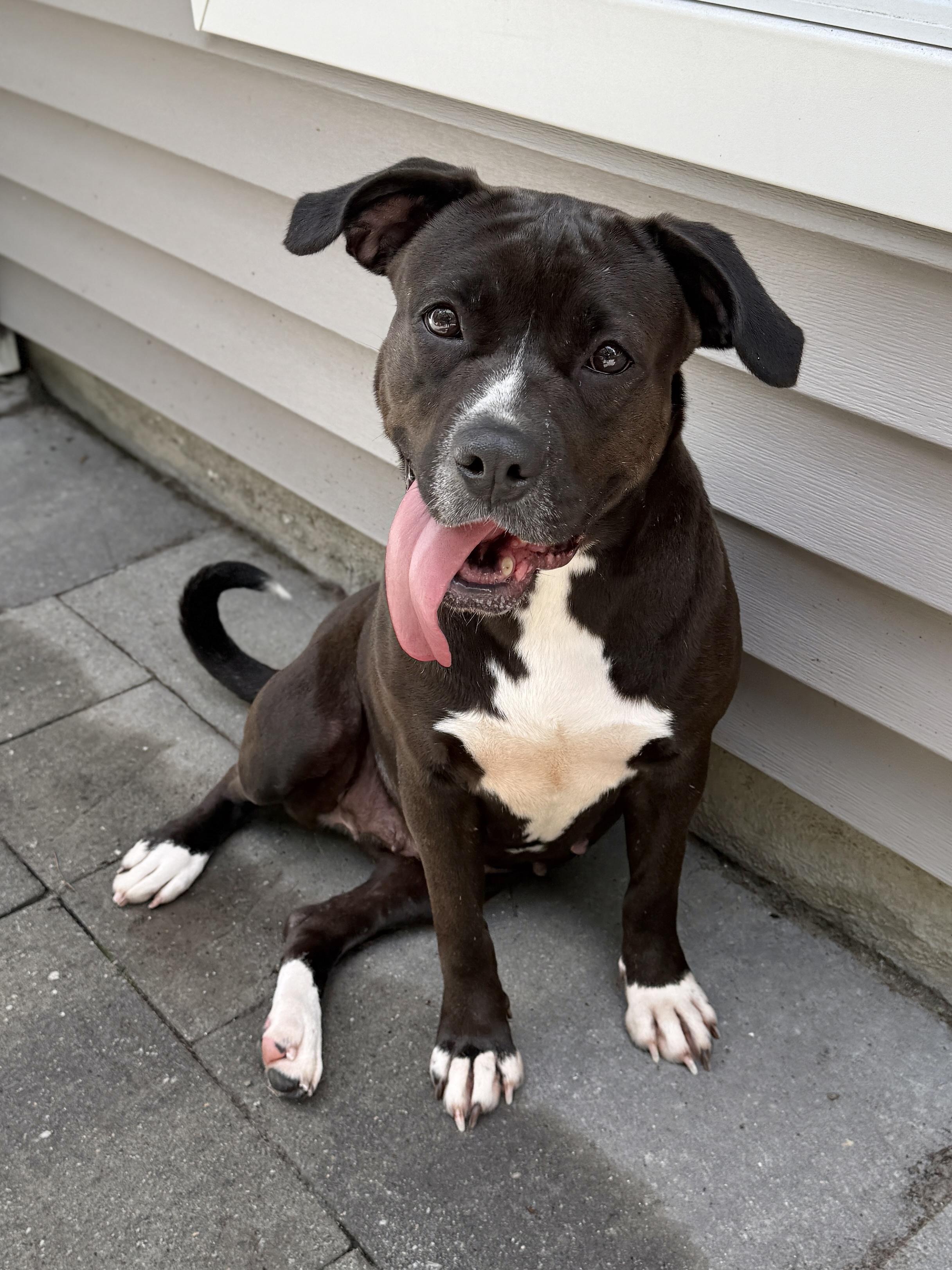 Enlarge Beyonce, a ADOPTABLE mixed breed in Mount Pleasant, SC image 1/1
