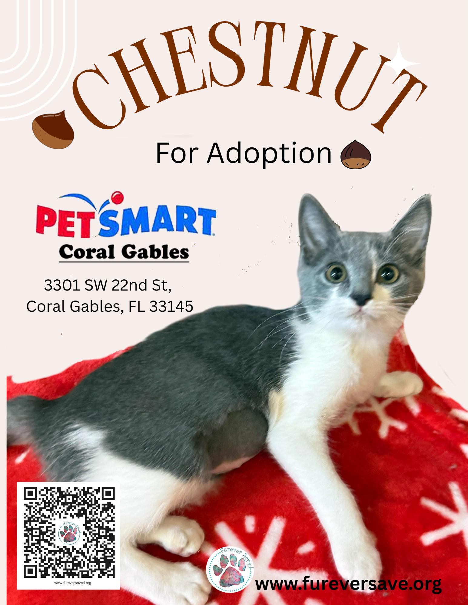 Enlarge Chestnut, a ADOPTABLE Domestic Short Hair in Miami, FL image 3/3