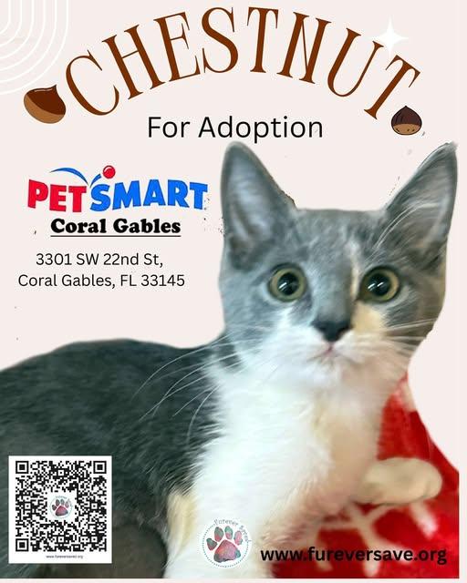 Enlarge Chestnut, a ADOPTABLE Domestic Short Hair in Miami, FL image 1/3
