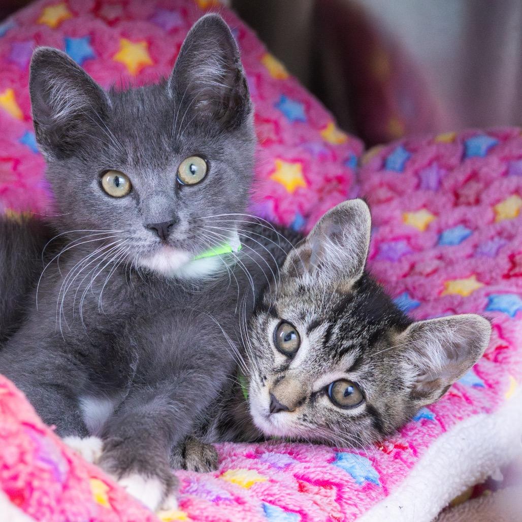 Enlarge Savanna (bonded with Jericho), a Adoptable Domestic Short Hair in Newark, DE image 1/6