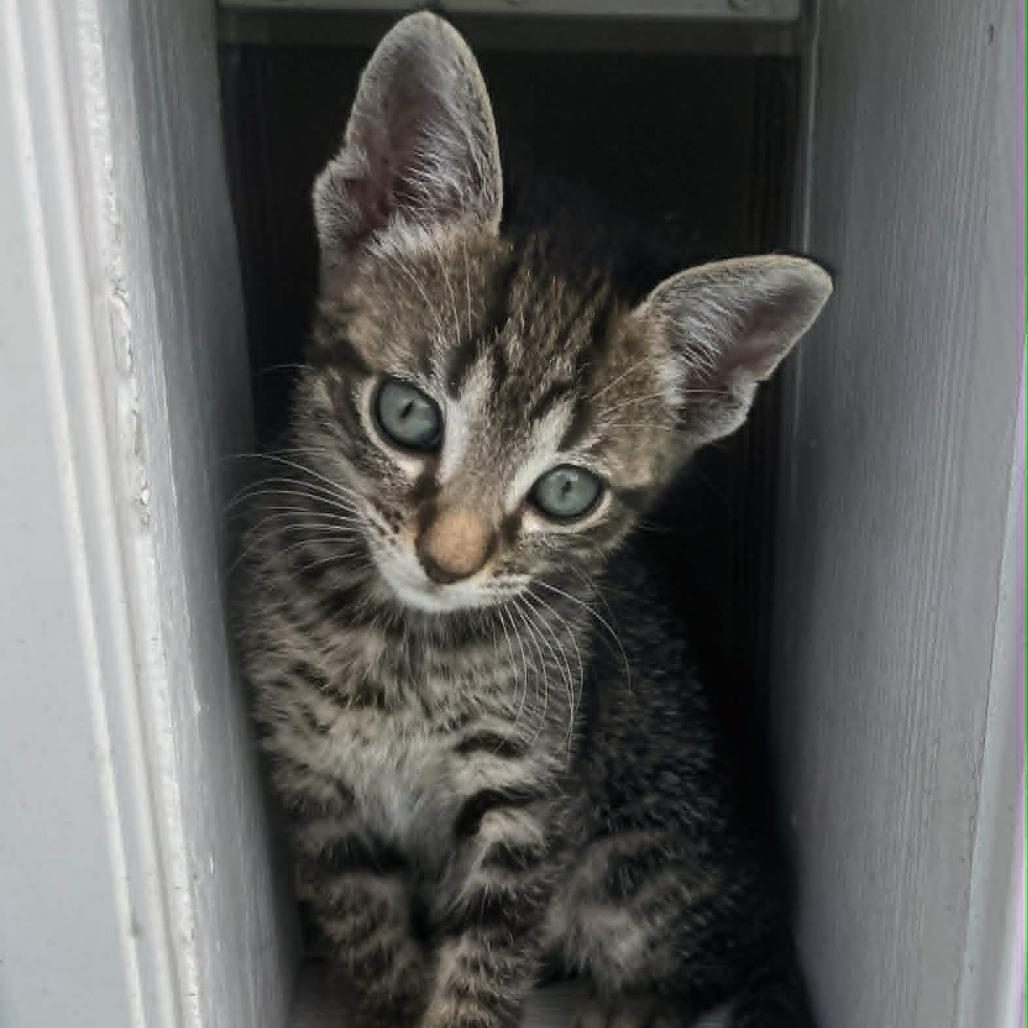 Enlarge Savanna (bonded with Jericho), a Adoptable Domestic Short Hair in Newark, DE image 3/6