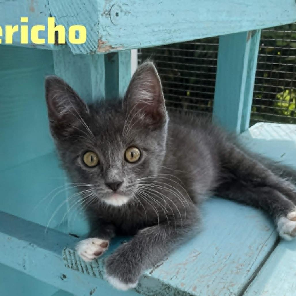 Enlarge Savanna (bonded with Jericho), a Adoptable Domestic Short Hair in Newark, DE image 5/6