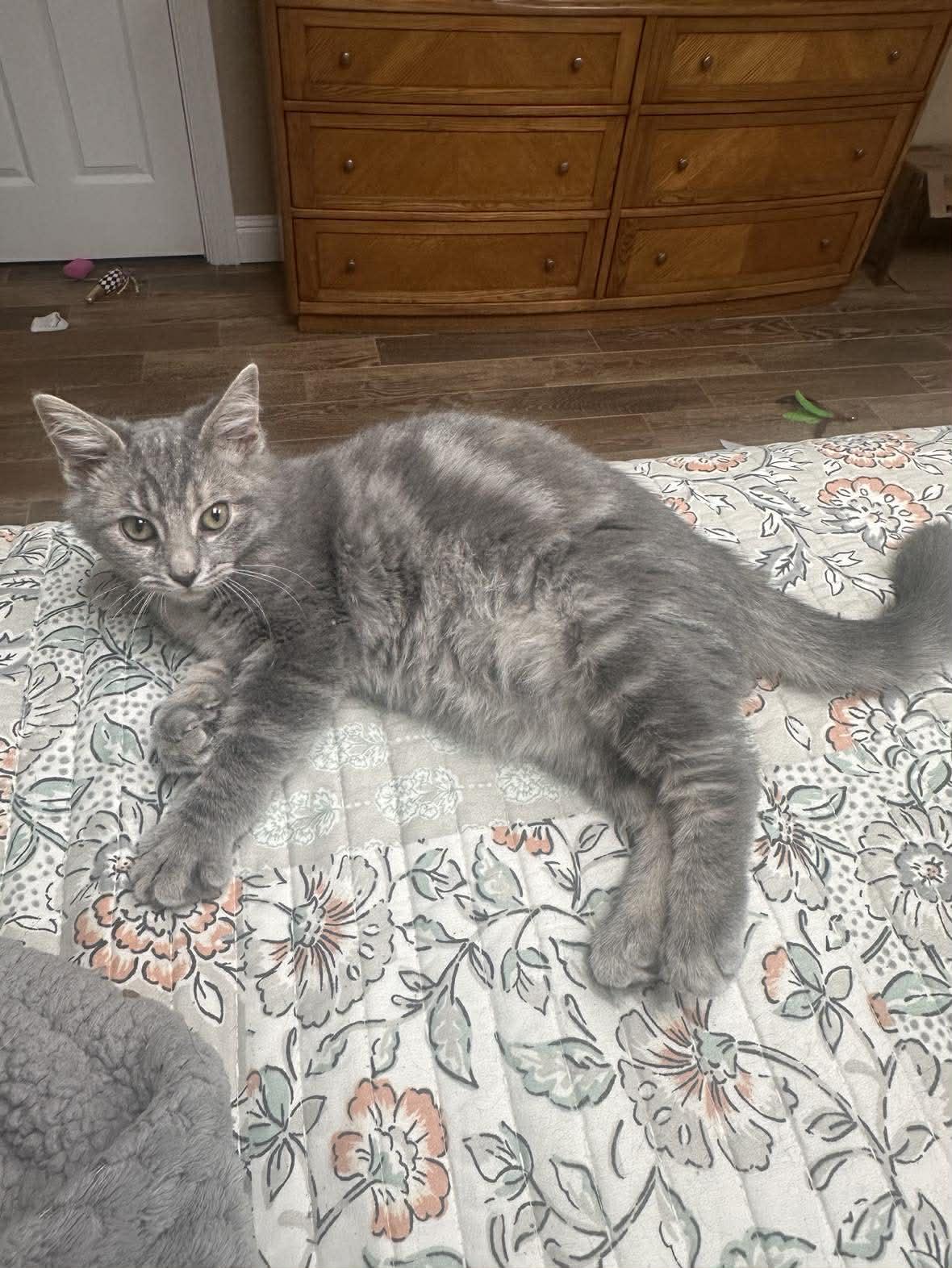 Enlarge Sterling, an adopted mixed breed in Campbellsville, KY image 2/3