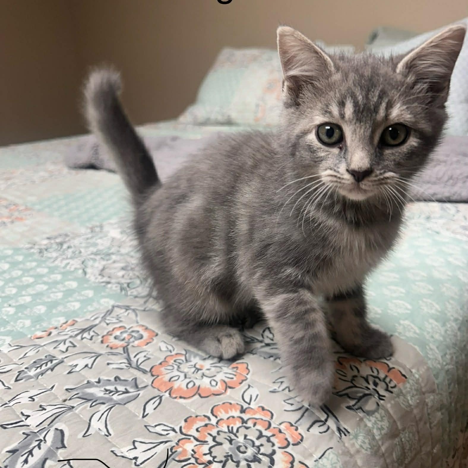 Sterling, adopted, Kitten Female Domestic Short Hair & Tabby.