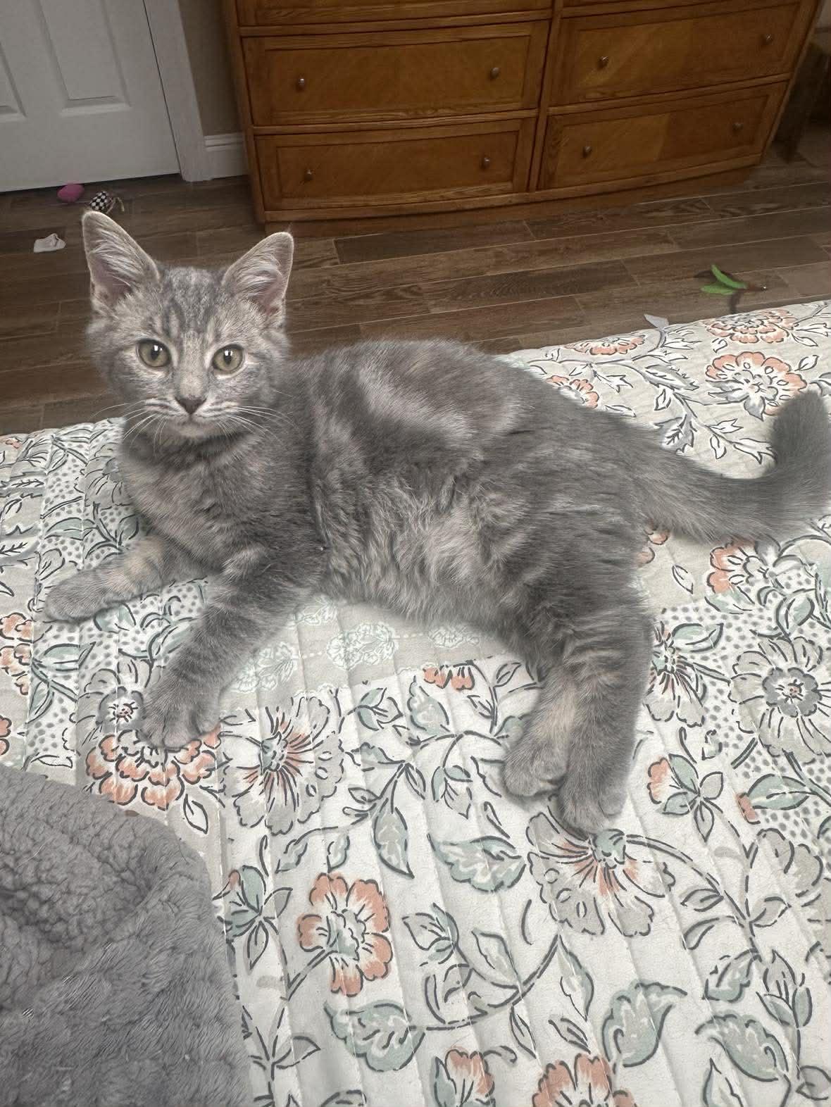 Enlarge Sterling, an adopted mixed breed in Campbellsville, KY image 3/3