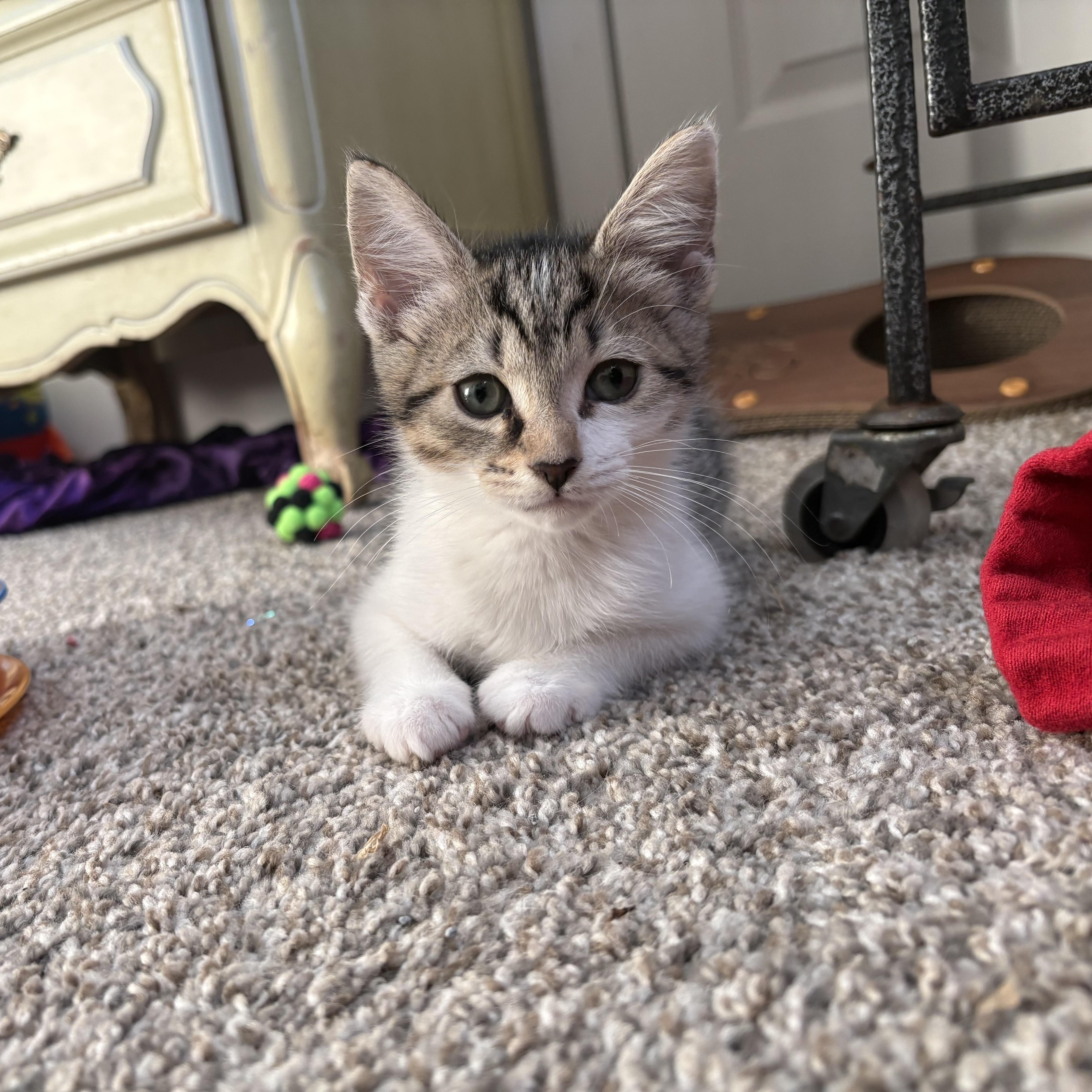 Enlarge Jury, a ADOPTABLE mixed breed in Youngstown, FL image 1/1