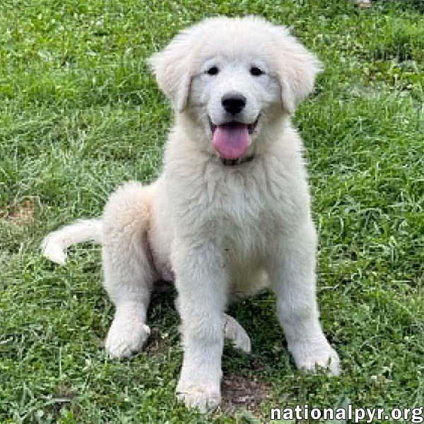 Anna in OH - Full Of Happy Energy, adopted, Puppy Female Great Pyrenees.