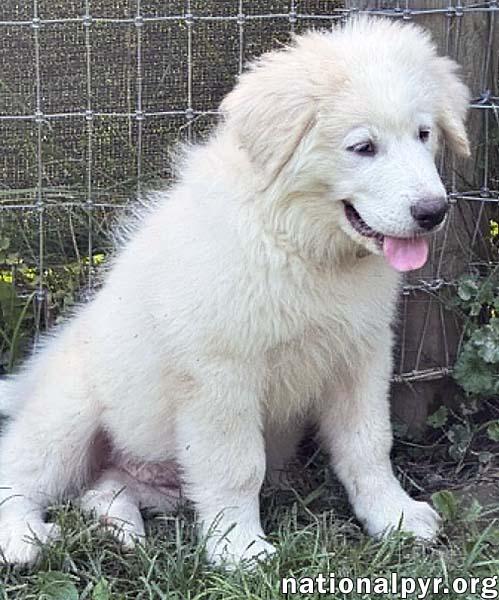 Enlarge Anna in OH - Full Of Happy Energy, an adopted Great Pyrenees in Bellevue, OH image 2/4
