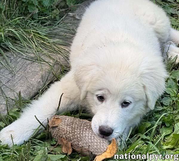 Enlarge Anna in OH - Full Of Happy Energy, an adopted Great Pyrenees in Bellevue, OH image 3/4