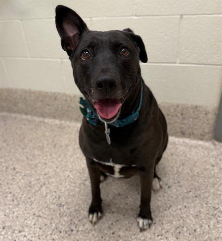 RHINO, Adoptable, Adult Female Labrador Retriever & Pit Bull Terrier.