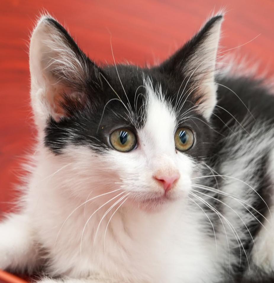 Ord Is Only The thumbnail 4