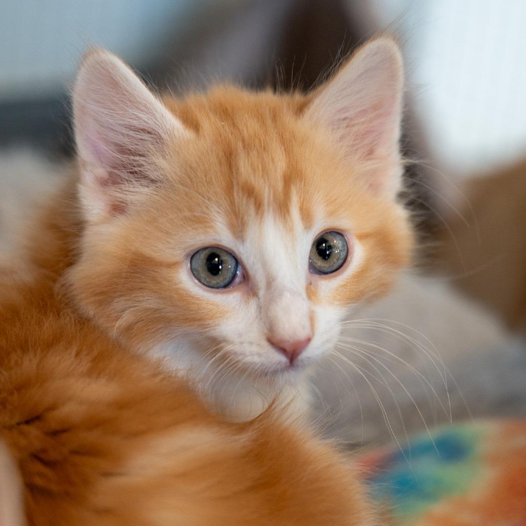 Sunny D, Adoptable, Kitten Male Domestic Long Hair.