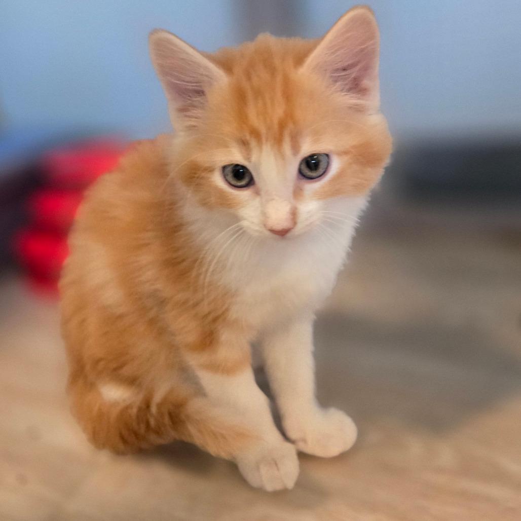 Sunny D, a Adoptable Domestic Long Hair in Durango, CO image 2/4