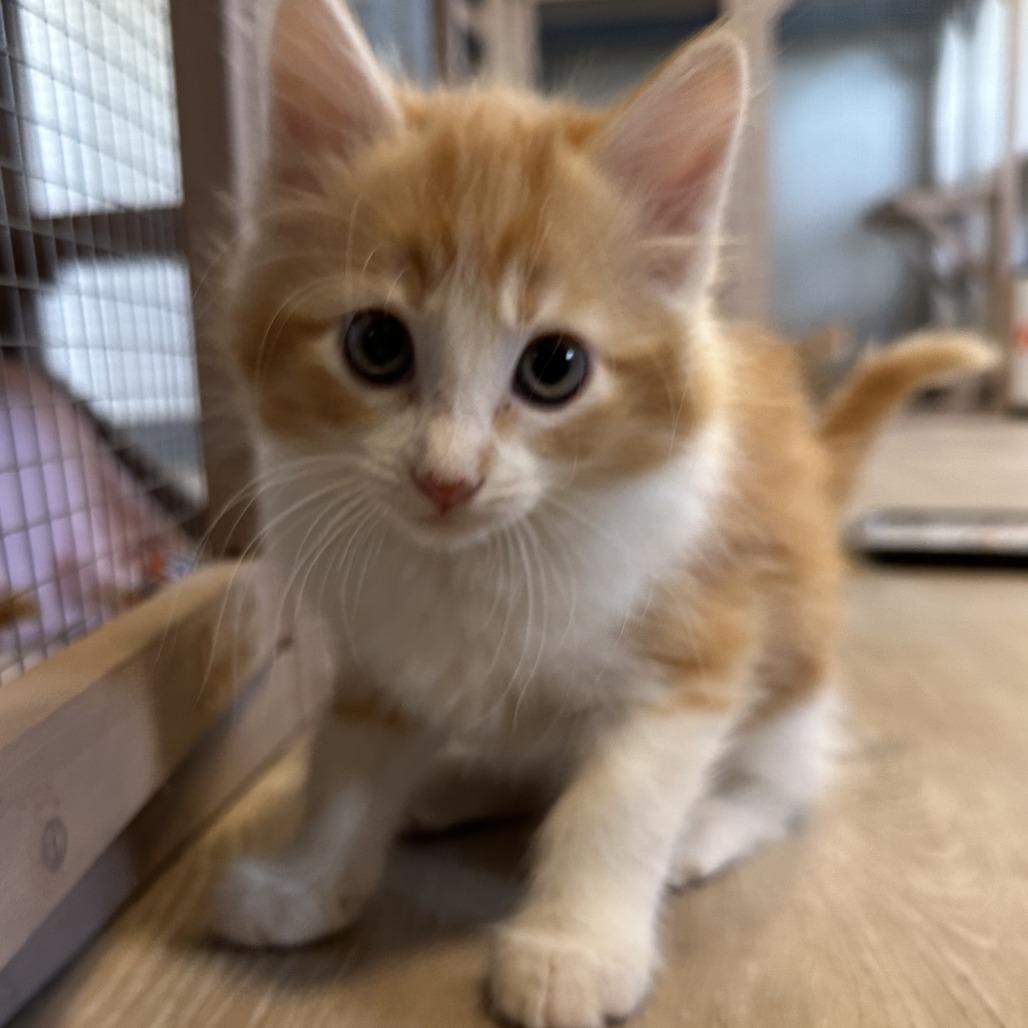 Sunny D, a Adoptable Domestic Long Hair in Durango, CO image 4/4