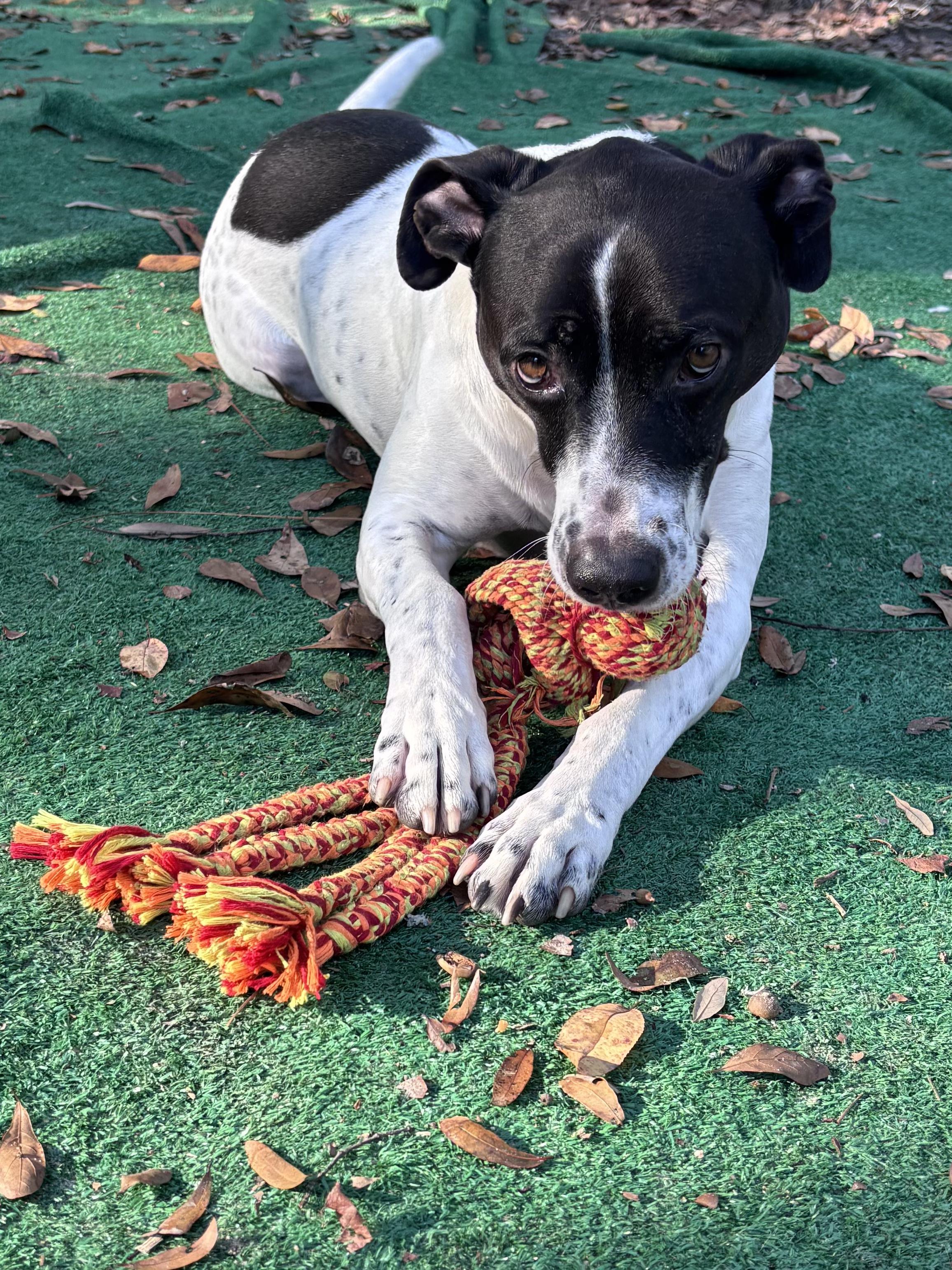 Lincoln, ADOPTABLE, Adult Male German Shorthaired Pointer.