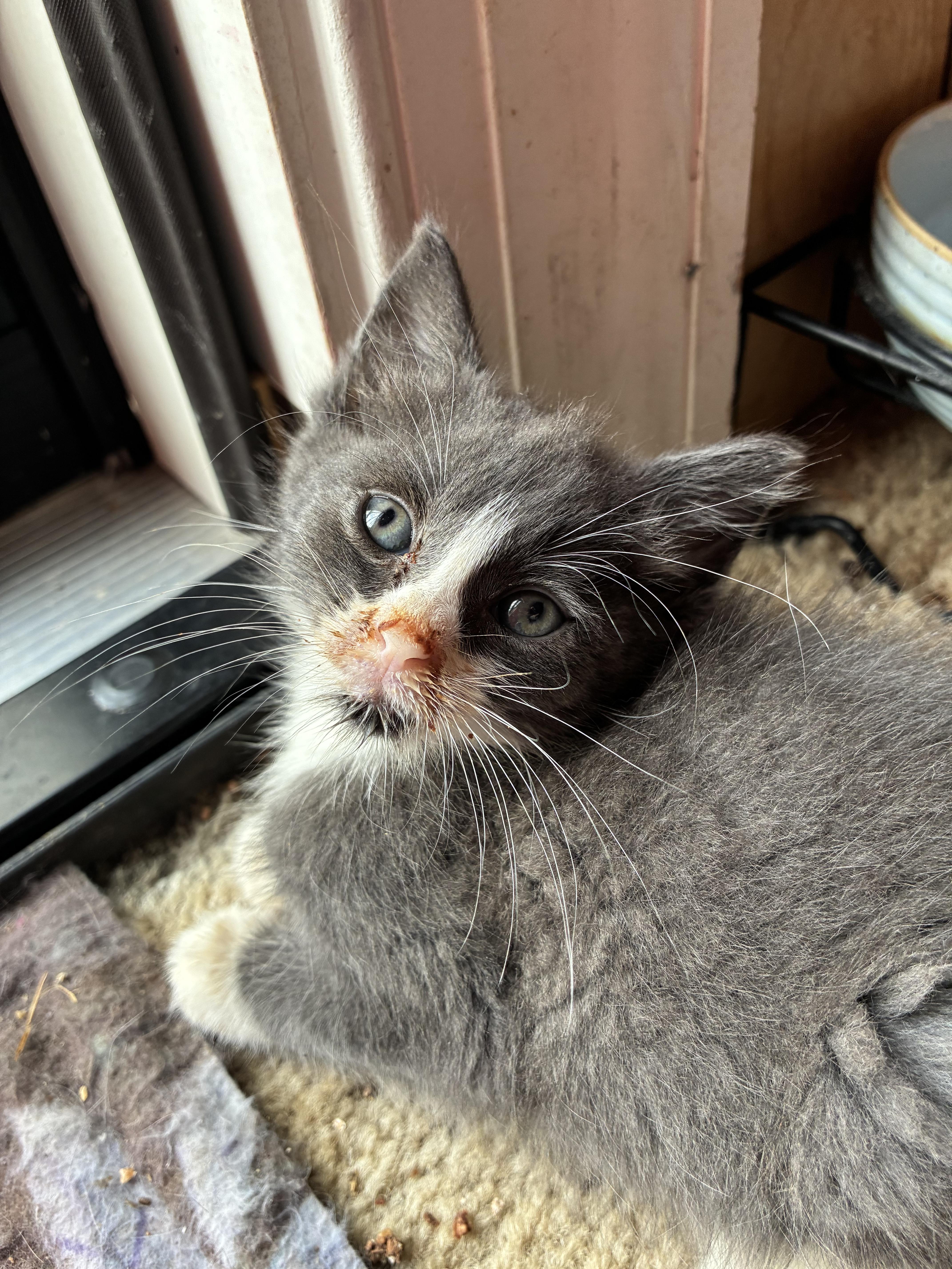 Enlarge Raspberry Tart, a ADOPTABLE Domestic Short Hair in Bayonne, NJ image 2/3