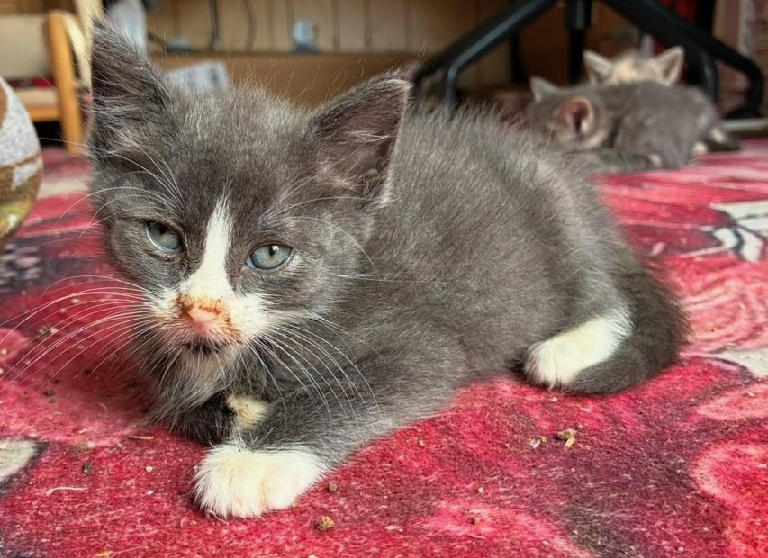 Enlarge Raspberry Tart, a ADOPTABLE Domestic Short Hair in Bayonne, NJ image 3/3