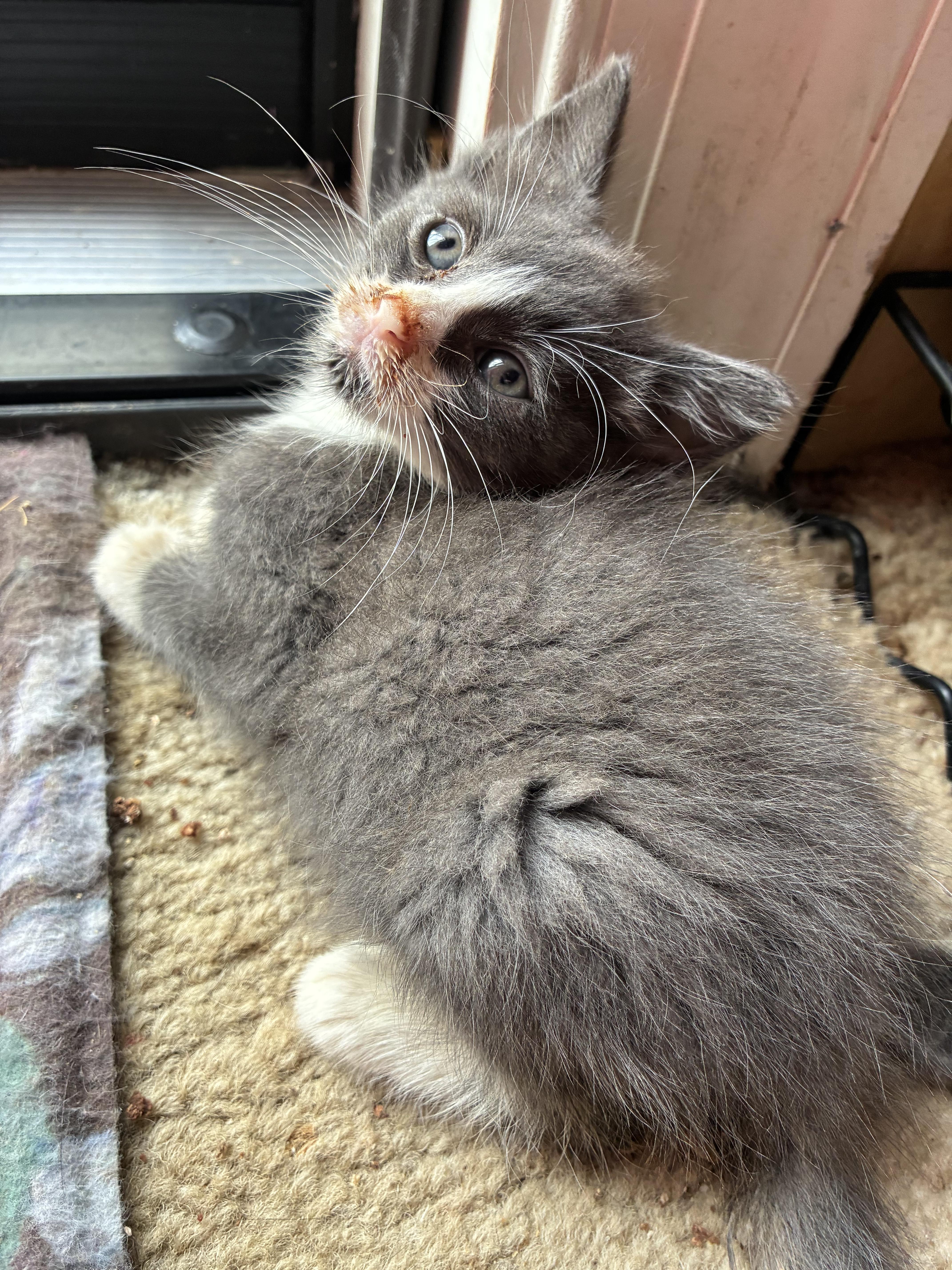 Raspberry Tart, ADOPTABLE, Kitten Male Domestic Short Hair.