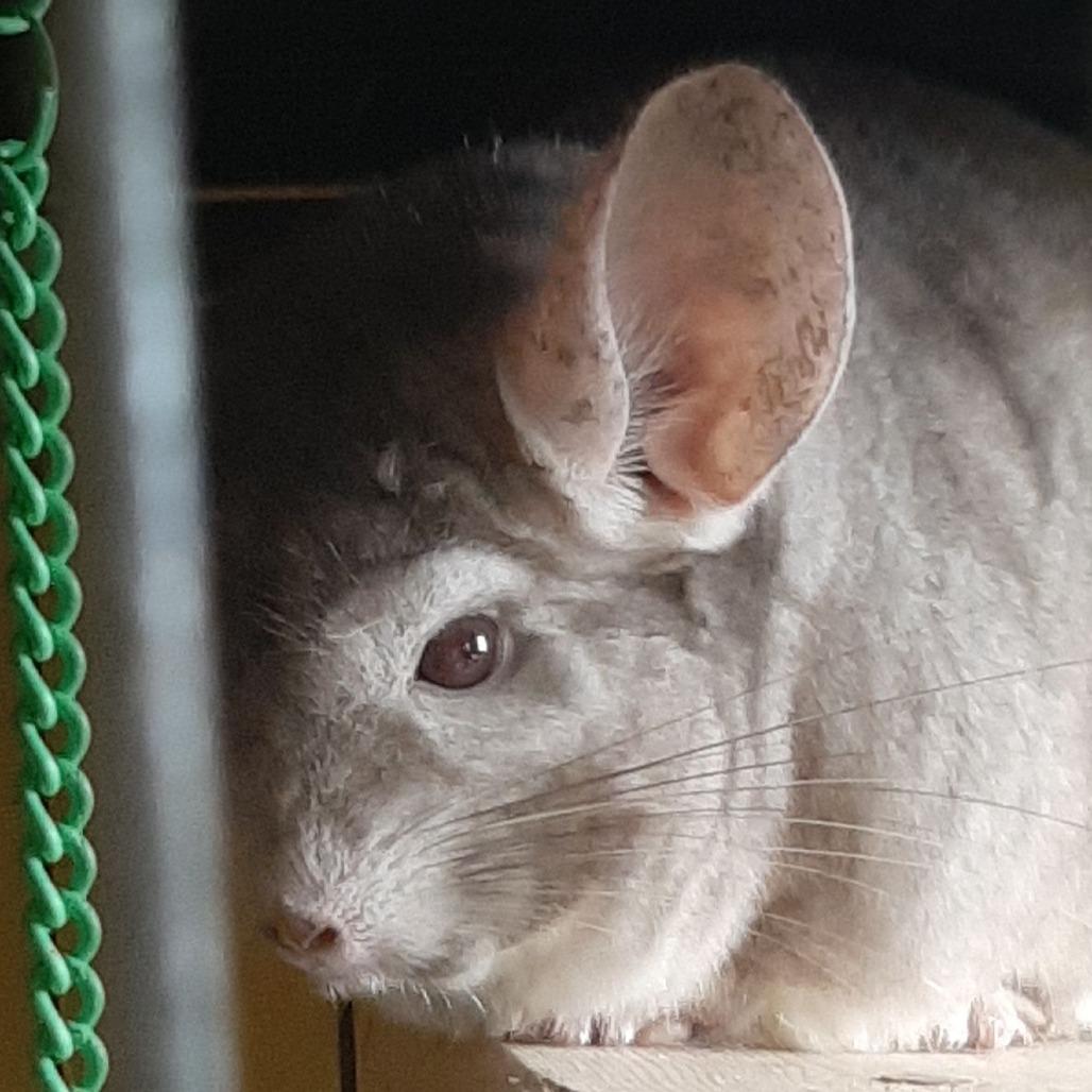 Oliver, Adoptable, Senior Male Chinchilla.
