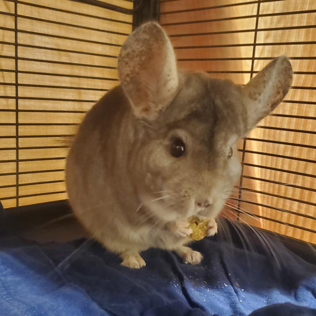 Enlarge Oliver, a Adoptable Chinchilla in Novelty, OH image 2/2