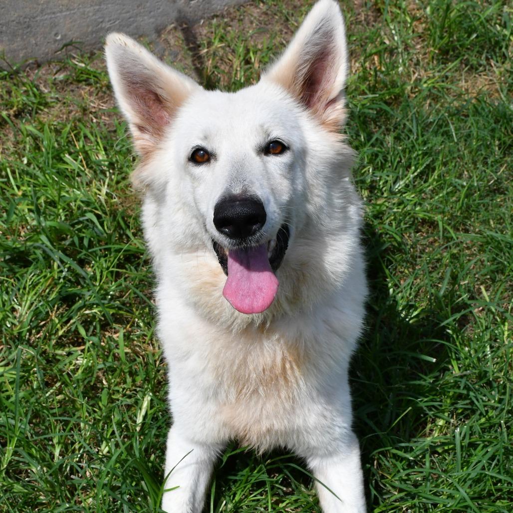 Enlarge Victoria, a Adoptable German Shepherd Dog in Beaumont, TX image 1/6