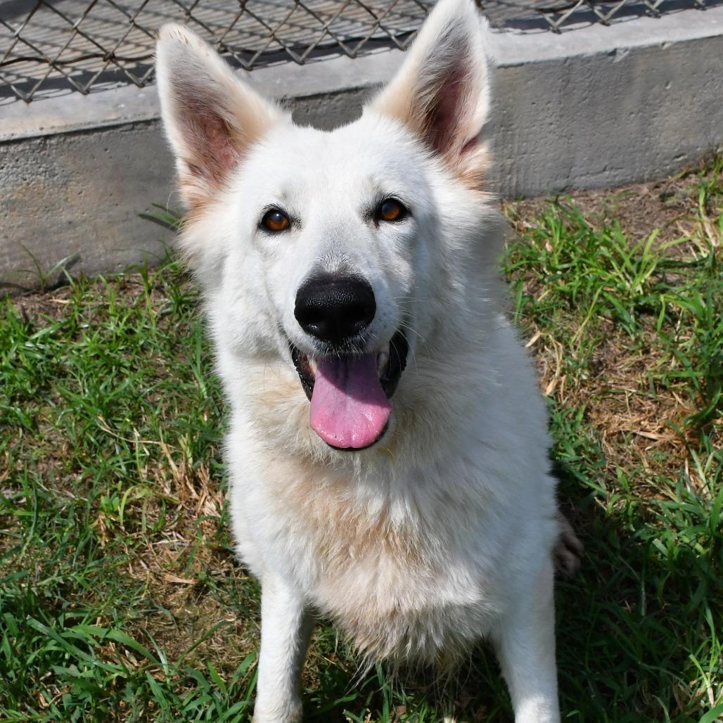 Enlarge Victoria, a Adoptable German Shepherd Dog in Beaumont, TX image 2/6