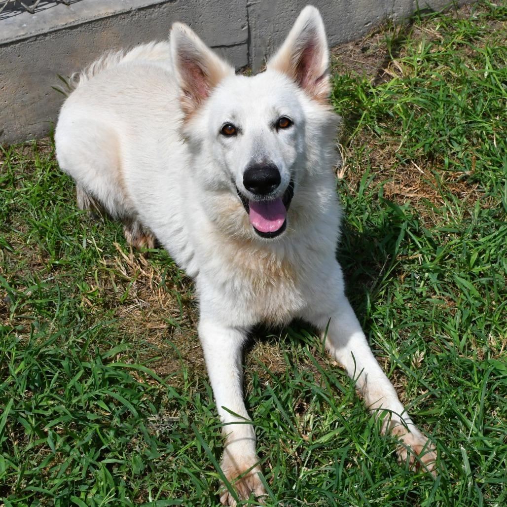 Enlarge Victoria, a Adoptable German Shepherd Dog in Beaumont, TX image 3/6