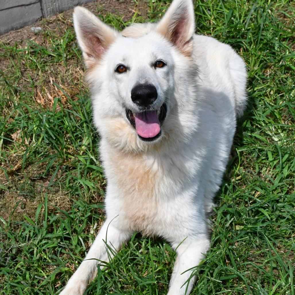 Enlarge Victoria, a Adoptable German Shepherd Dog in Beaumont, TX image 4/6