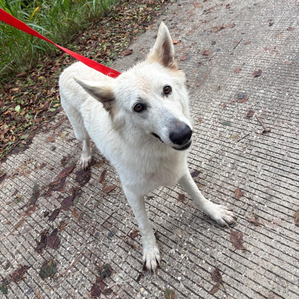 Enlarge Victoria, a Adoptable German Shepherd Dog in Beaumont, TX image 5/6