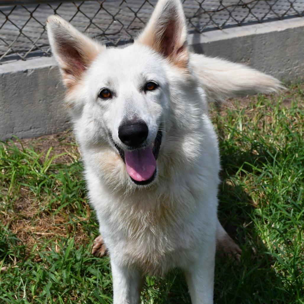 Enlarge Victoria, a Adoptable German Shepherd Dog in Beaumont, TX image 6/6