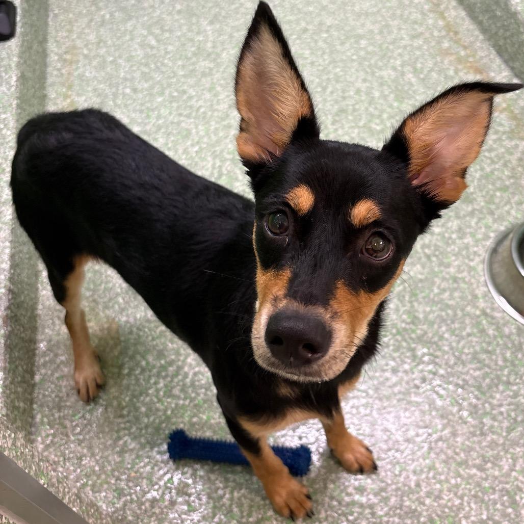 Pippa, Adoptable, Young Female Doberman Pinscher & Mixed Breed.