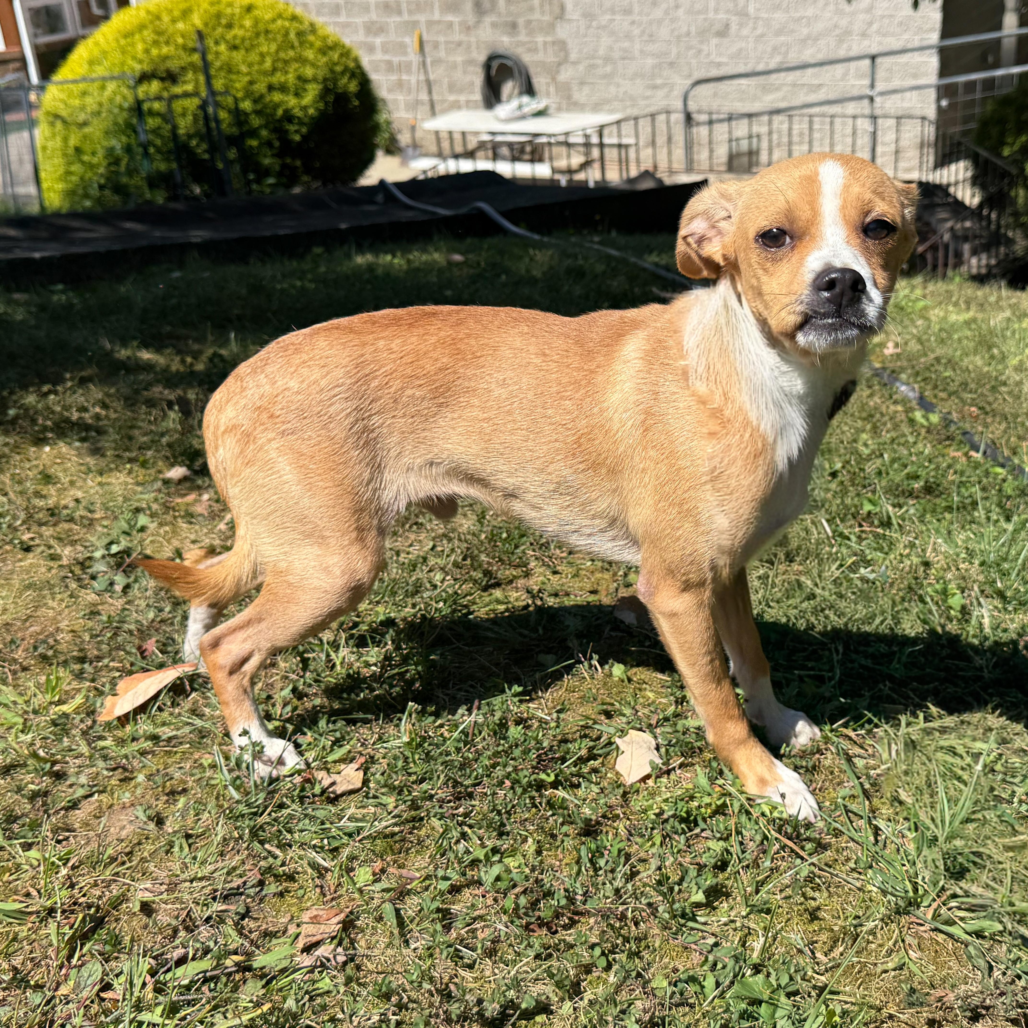 Hubba Bubba, a Adoptable mixed breed in Latrobe, PA image 4/4