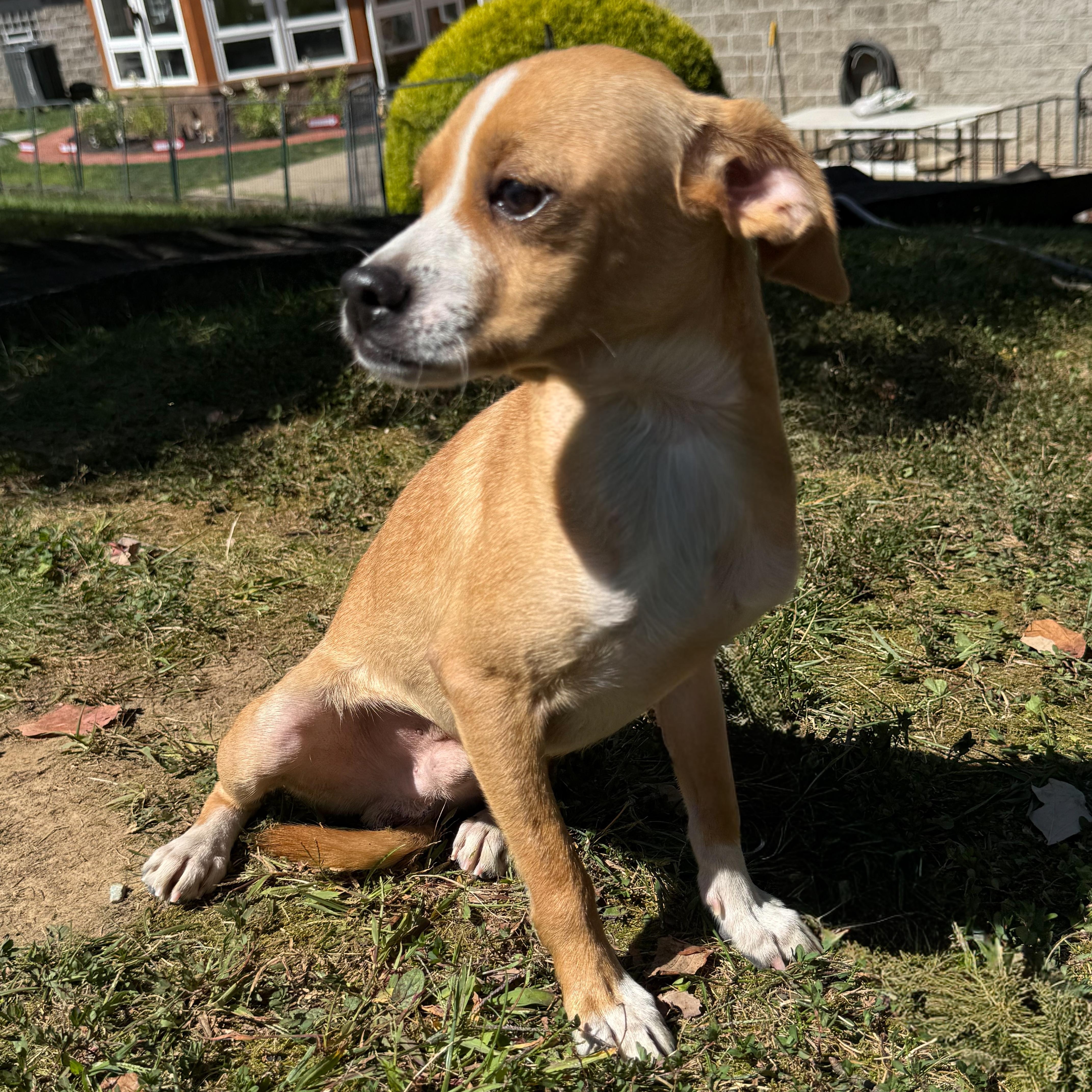 Hubba Bubba, a Adoptable mixed breed in Latrobe, PA image 3/4