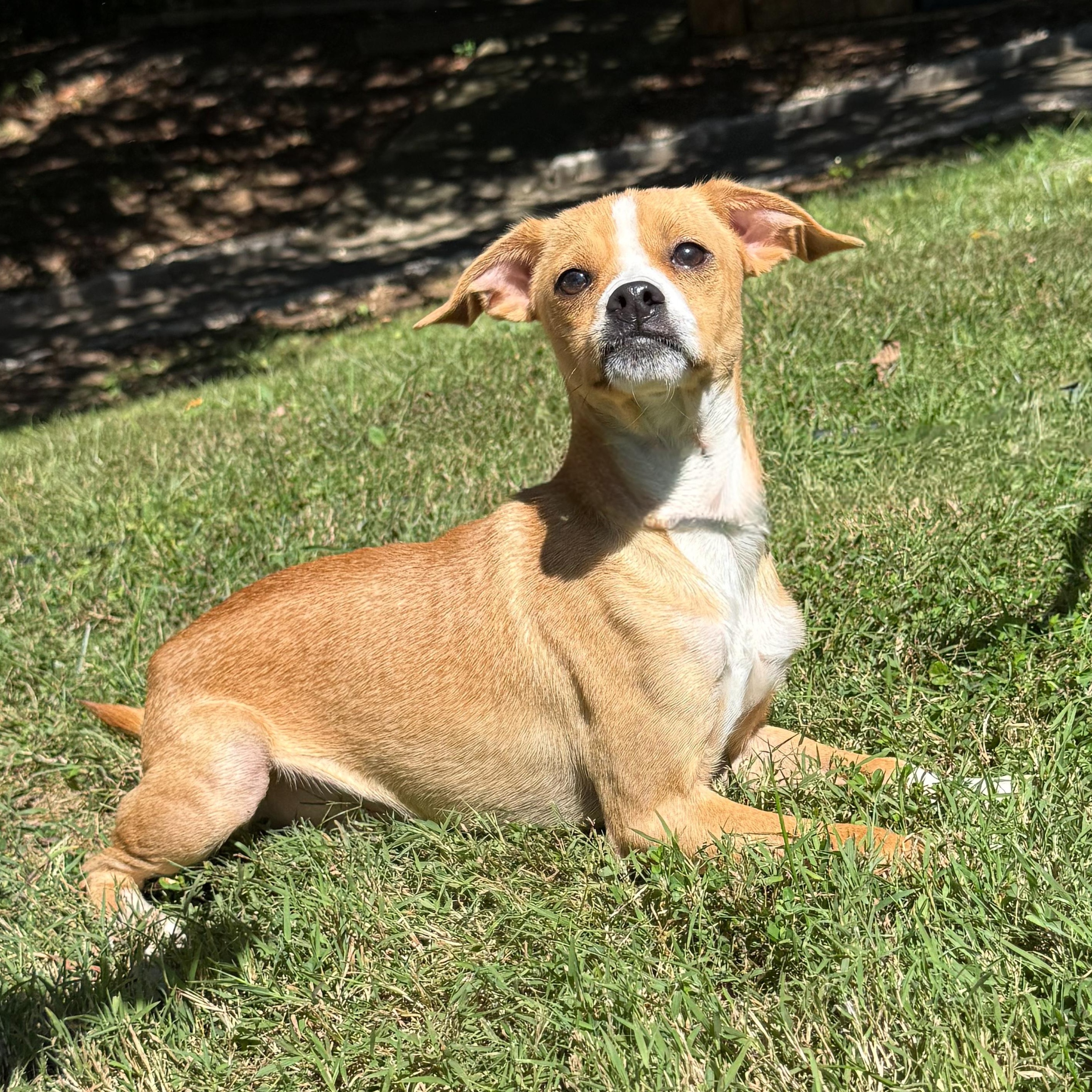 Hubba Bubba, a Adoptable mixed breed in Latrobe, PA image 1/4