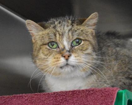 Sake, Adoptable, Adult Female Domestic Short Hair.
