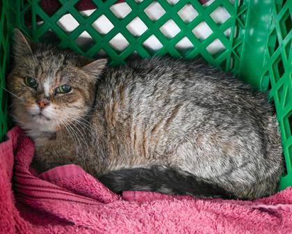 Enlarge Sake, a Adoptable Domestic Short Hair in West Seneca, NY image 2/3