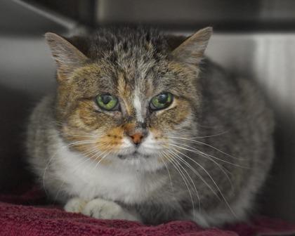 Enlarge Sake, a Adoptable Domestic Short Hair in West Seneca, NY image 3/3