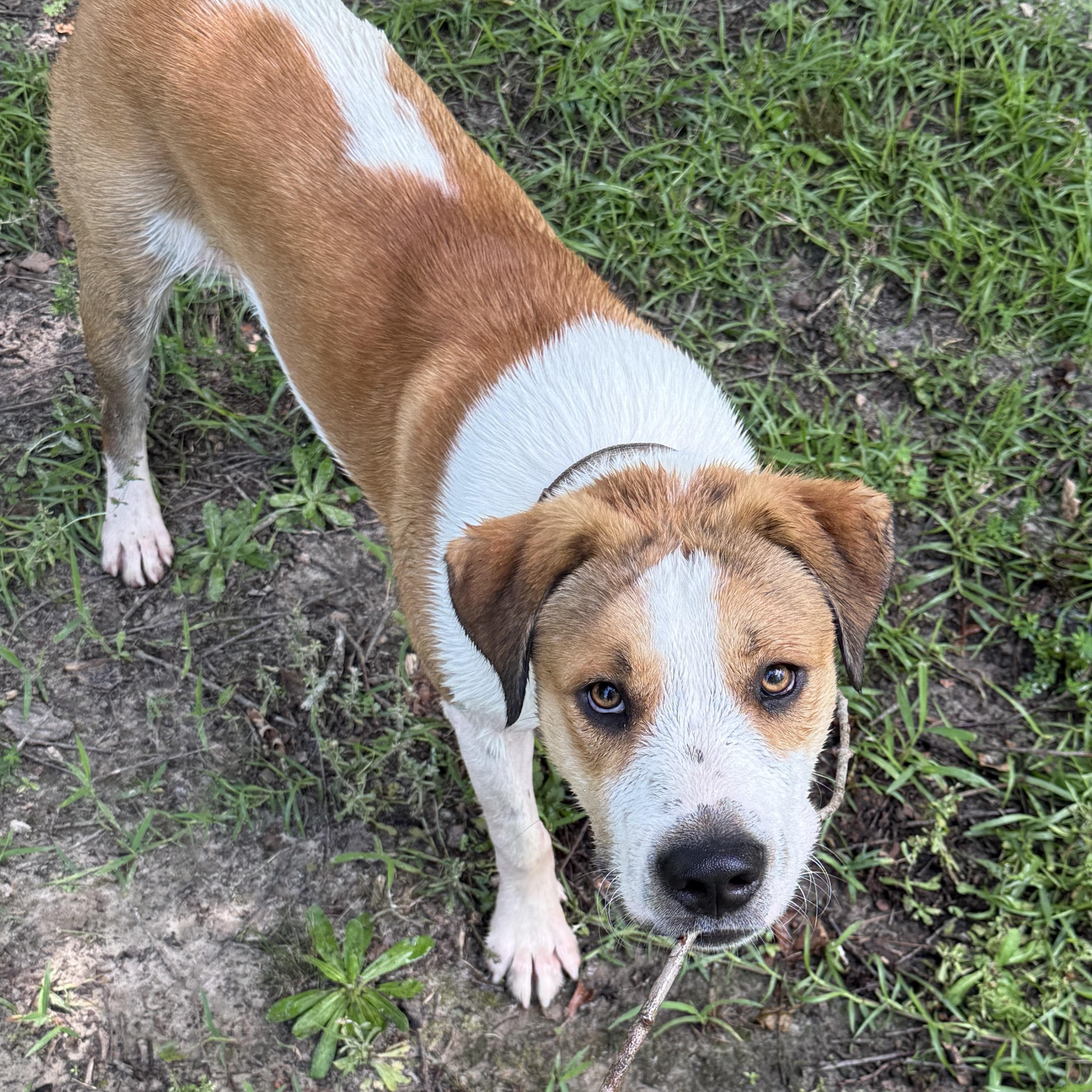Enlarge Scout, a Adoptable mixed breed in Boston, MA image 2/6