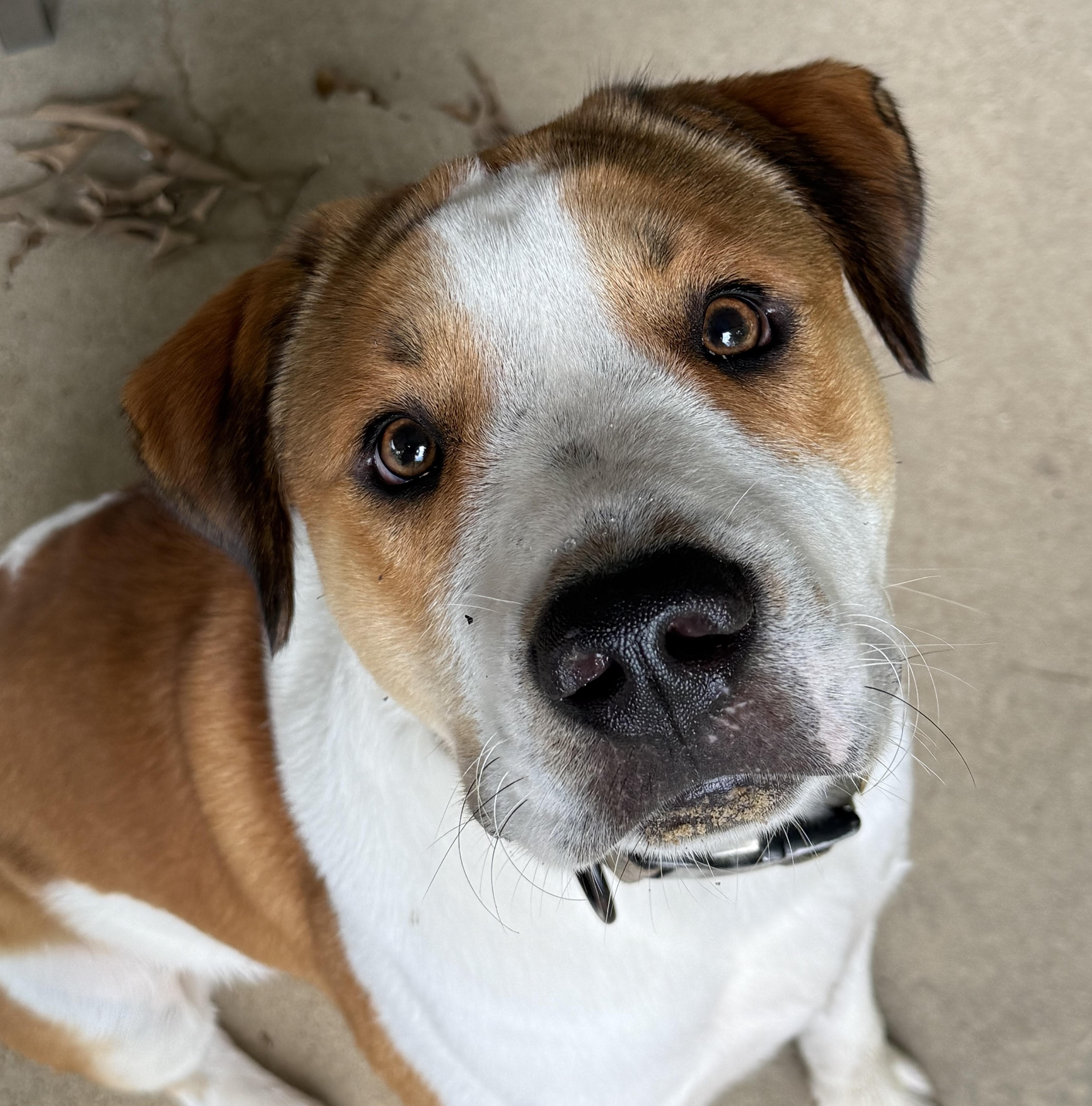 Enlarge Scout, a Adoptable mixed breed in Boston, MA image 1/6