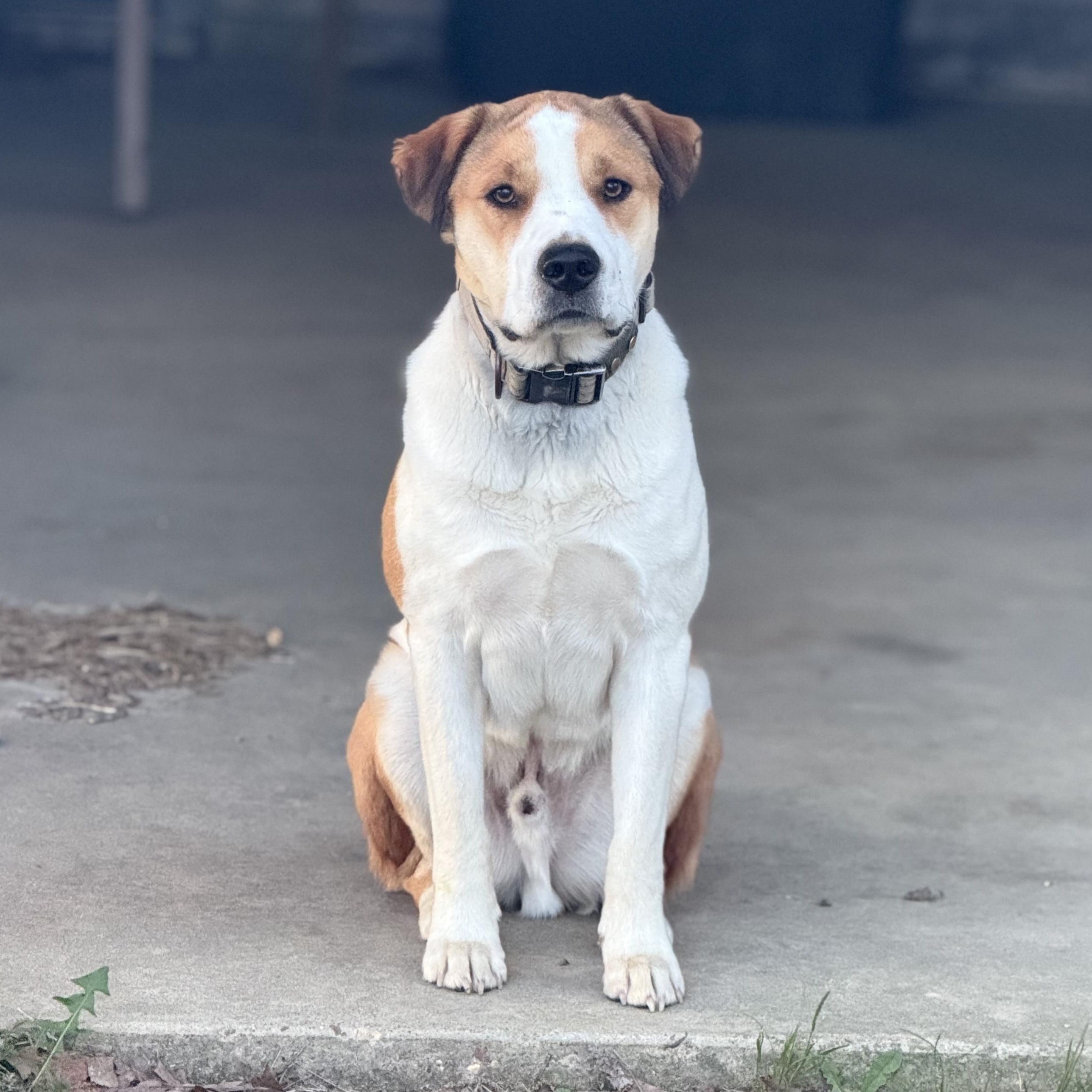 Enlarge Scout, a Adoptable mixed breed in Boston, MA image 3/6