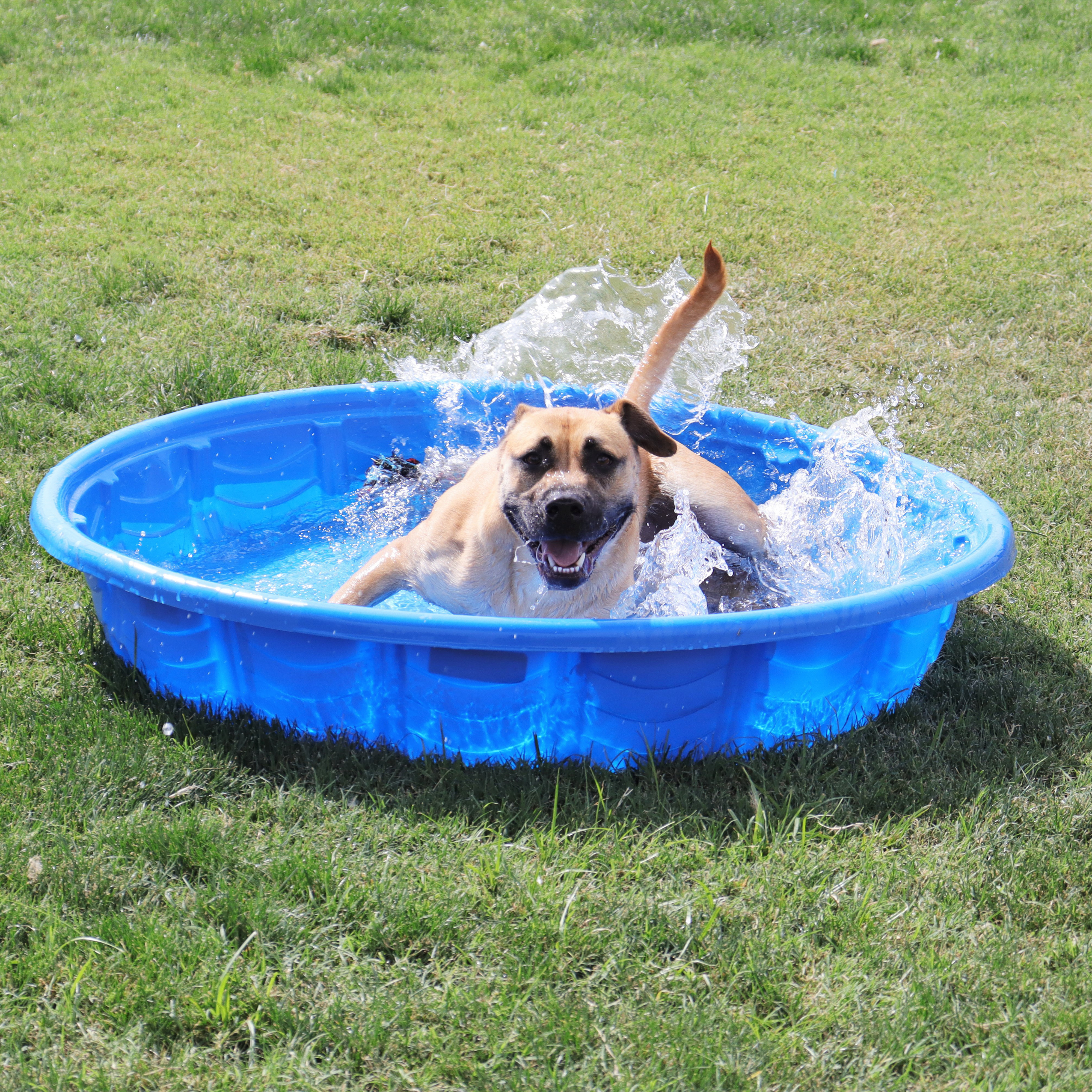 Enlarge Bruno, a Adoptable mixed breed in Clovis, CA image 9/12