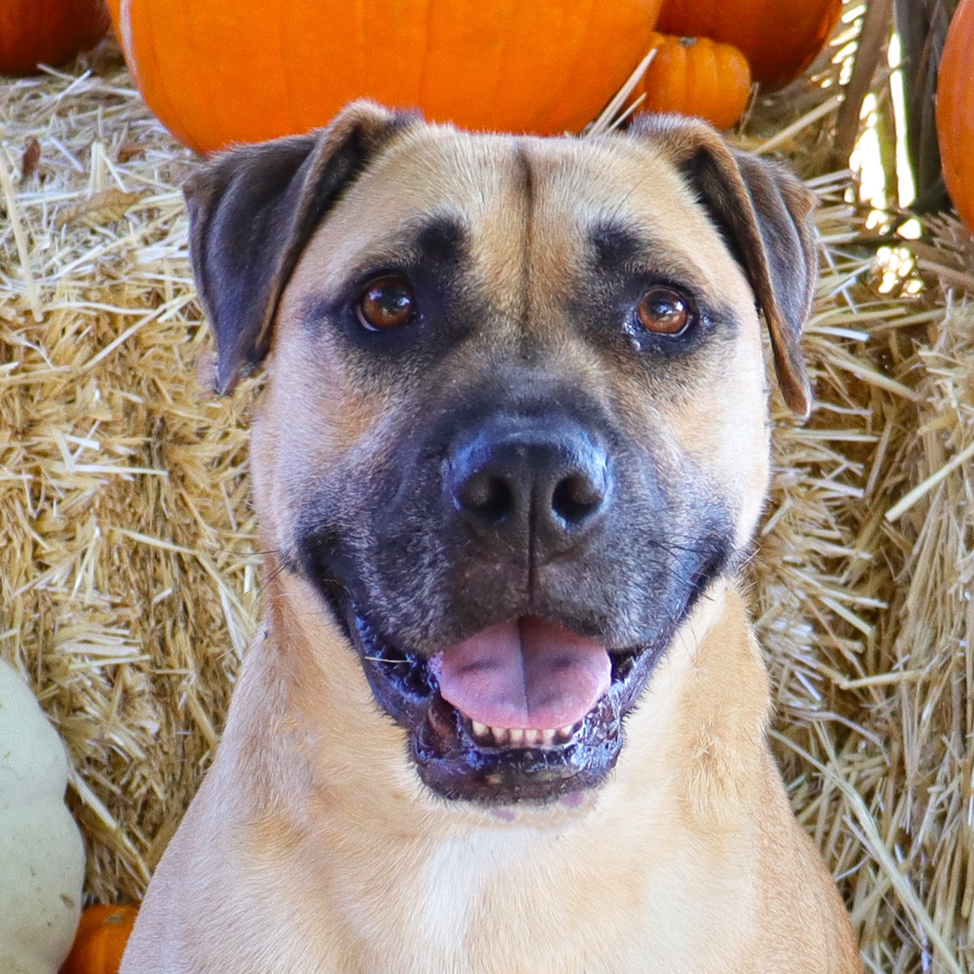 Enlarge Bruno, a Adoptable mixed breed in Clovis, CA image 8/12
