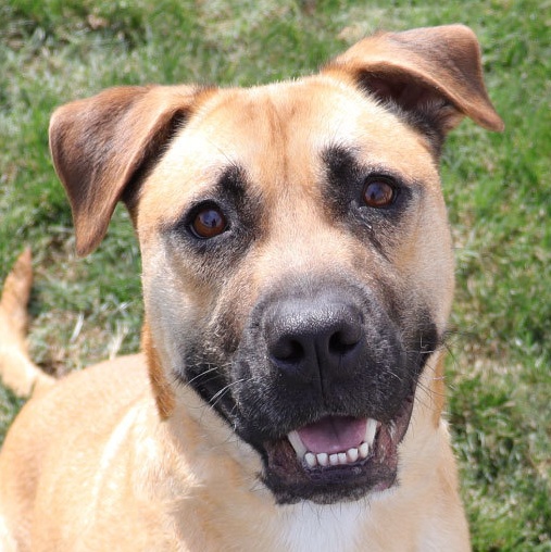 Bruno, Adoptable, Adult Male Boxer.