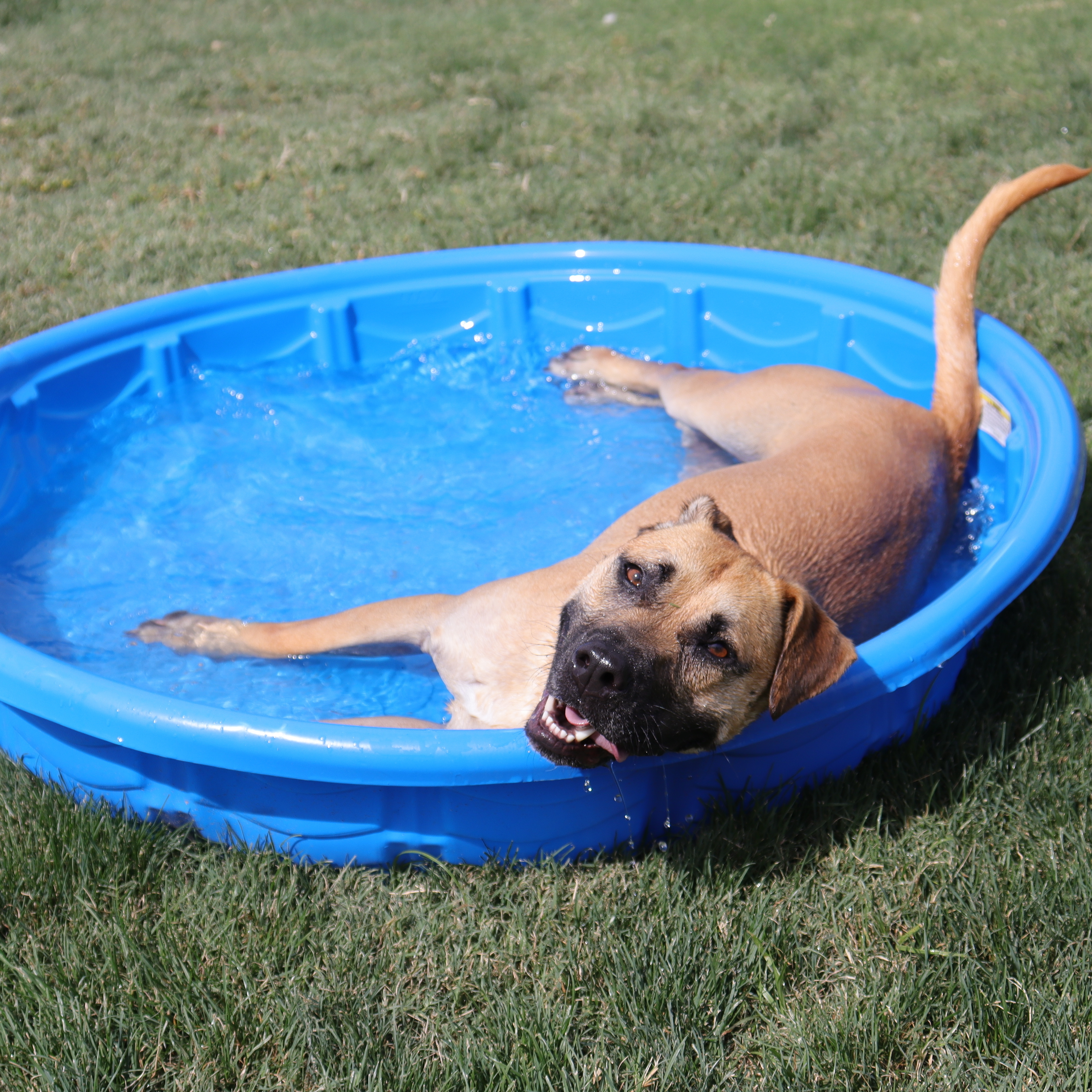 Enlarge Bruno, a Adoptable mixed breed in Clovis, CA image 10/12