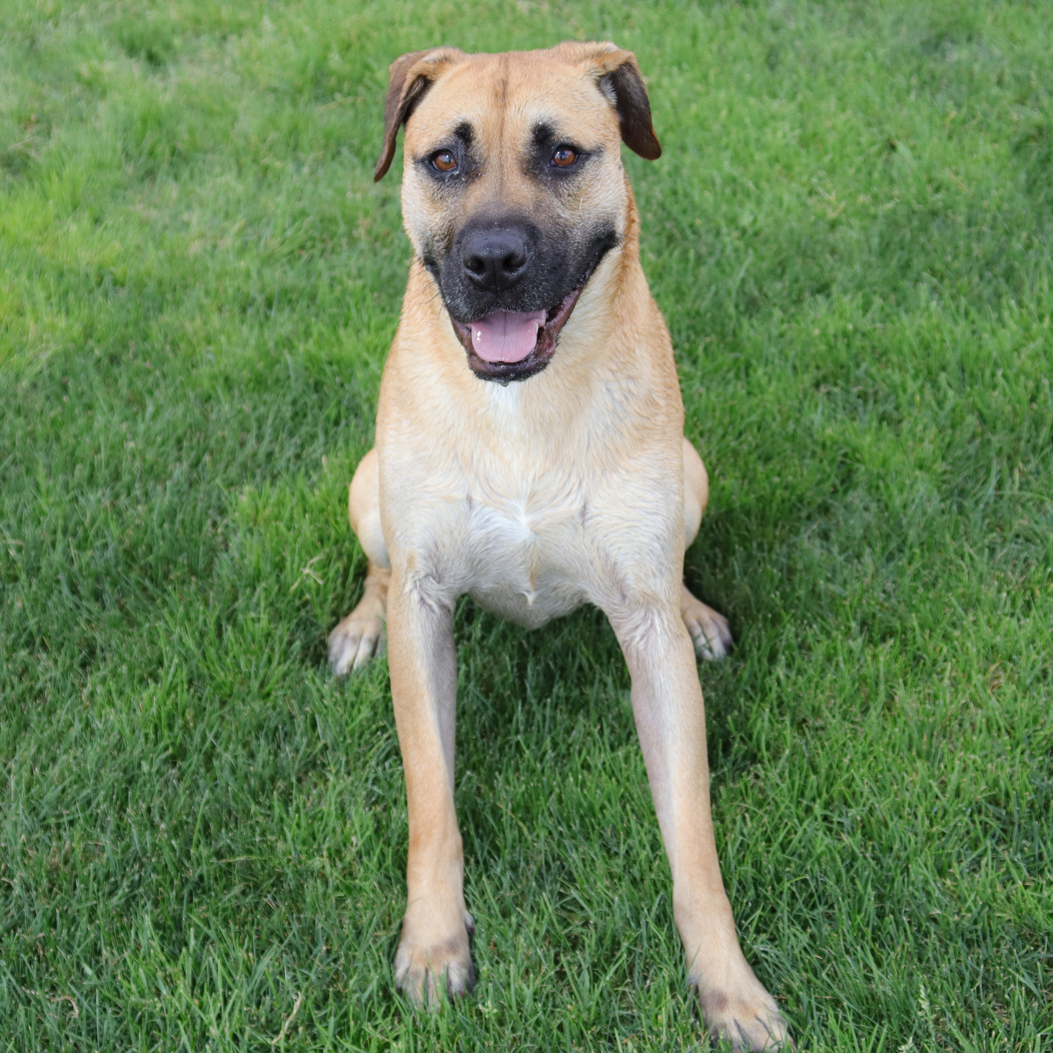 Enlarge Bruno, a Adoptable mixed breed in Clovis, CA image 11/12