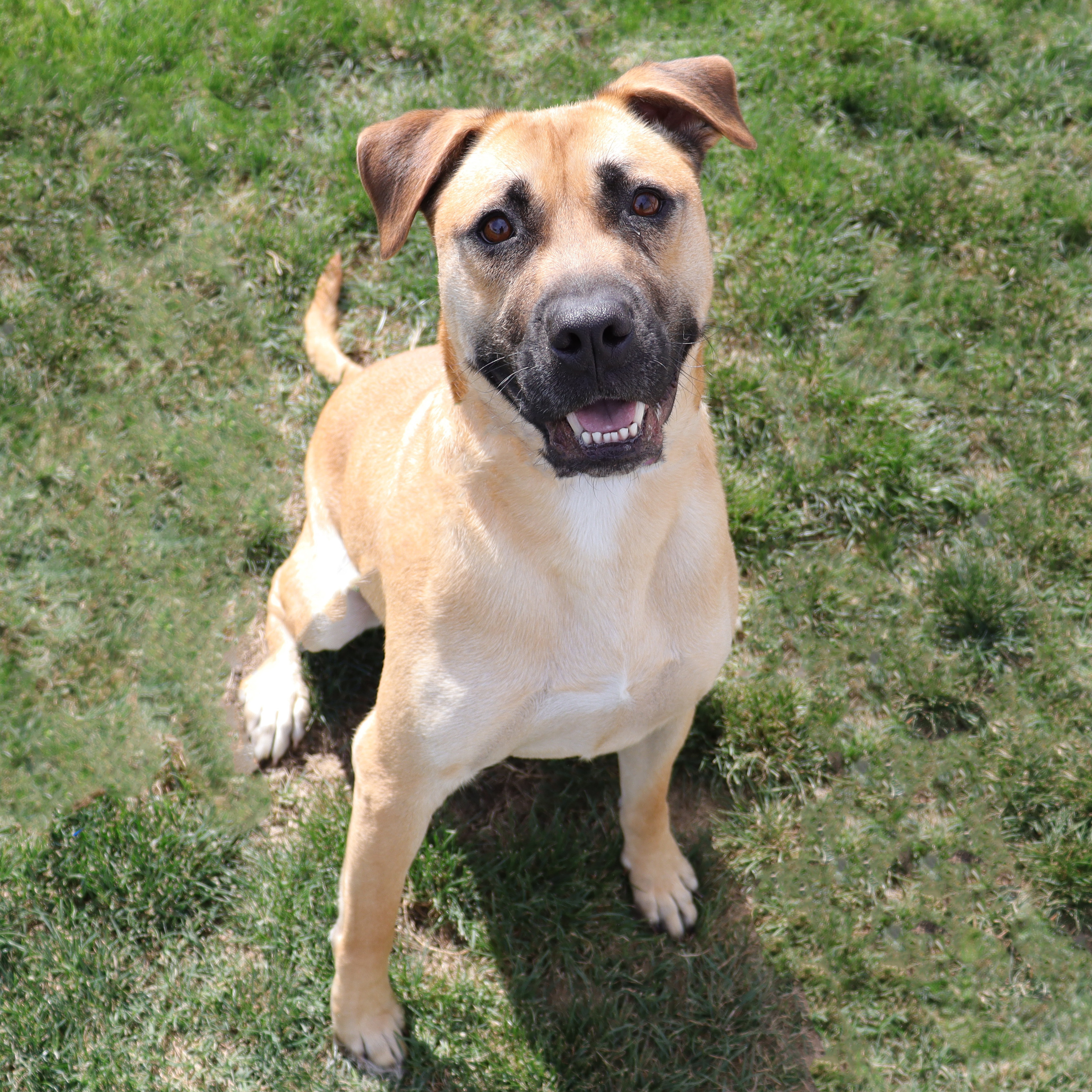 Enlarge Bruno, a Adoptable mixed breed in Clovis, CA image 12/12